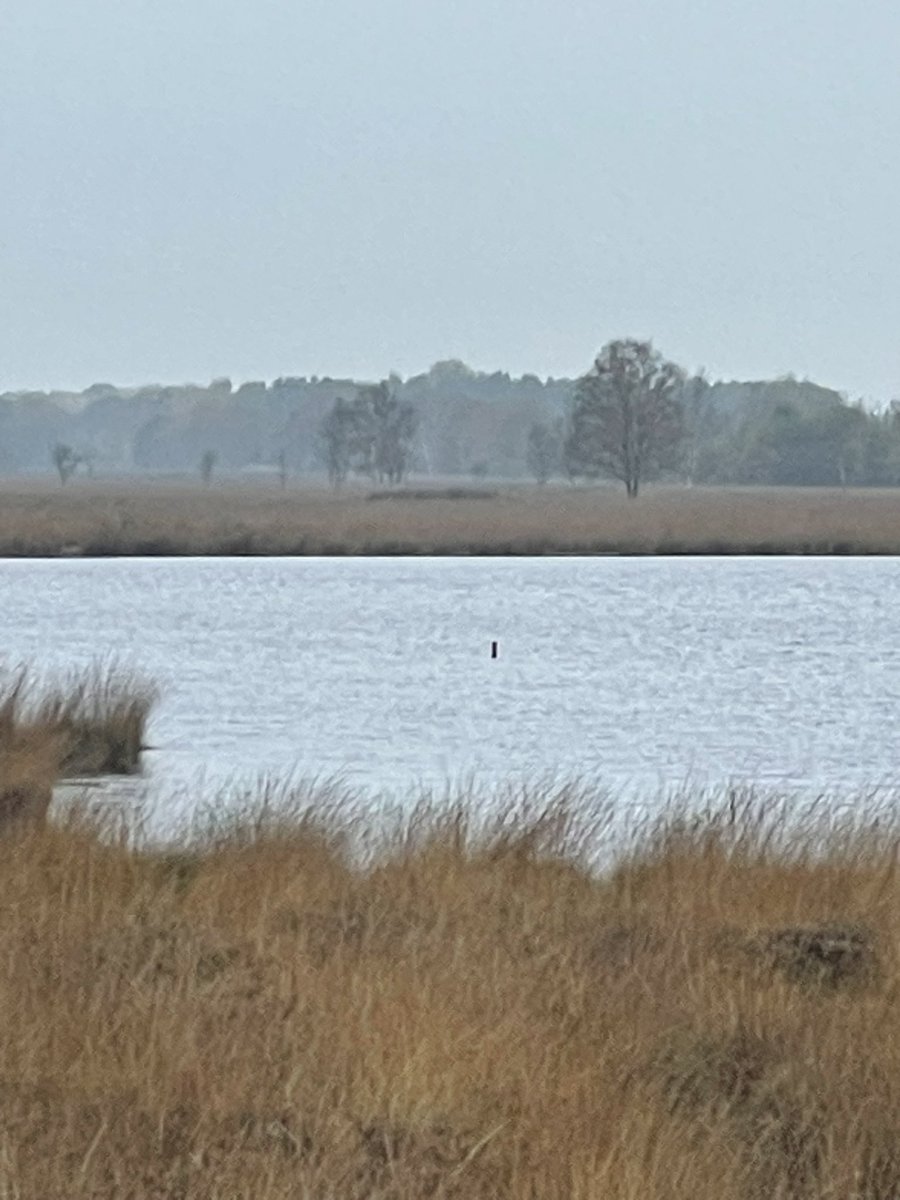 Oh my god!!! 😳 He reappeared, Nessie is alive and he lives in Holland now!!!’