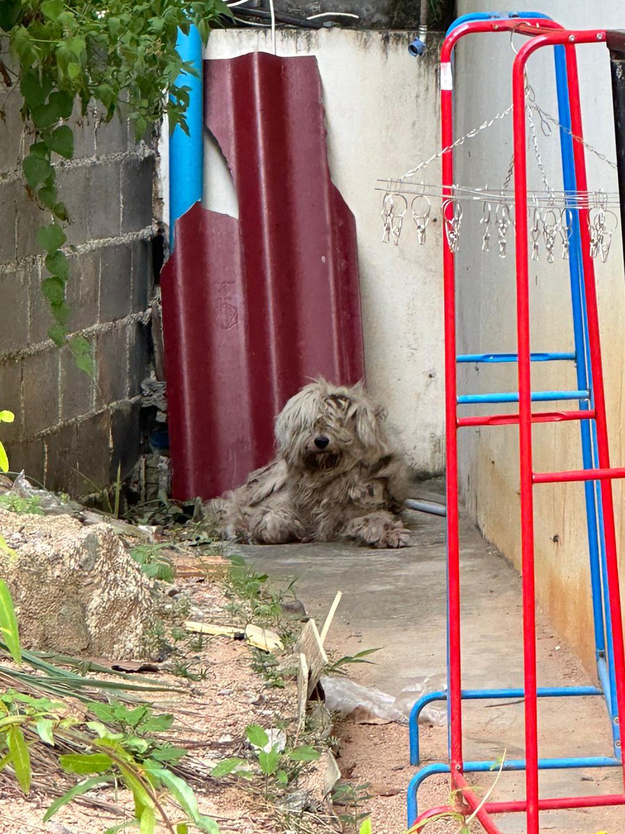 Niall Harbison tweet media