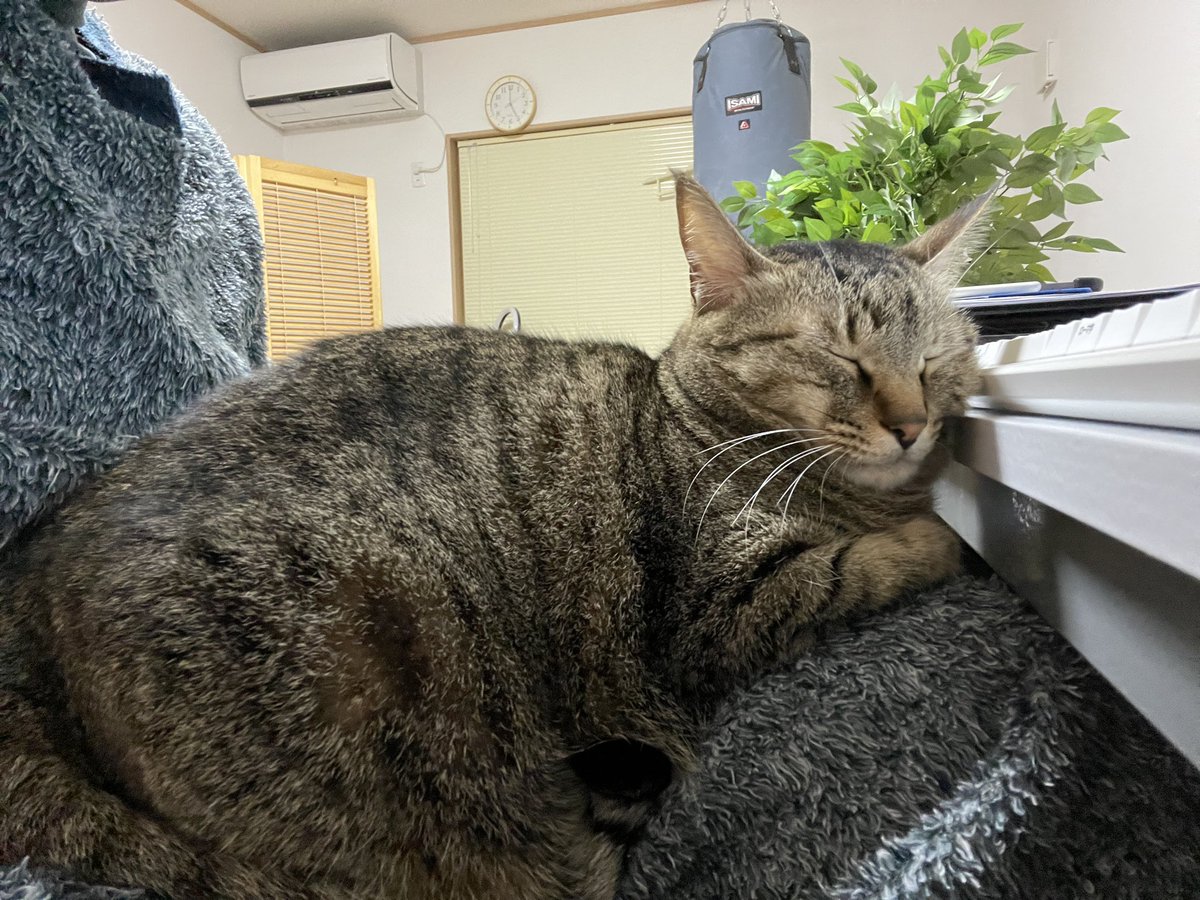 cybele_nakano's tweet photo. Twitterの返事を書いている時は、こんなかんじ https://t.co/5T1JqJQyIC