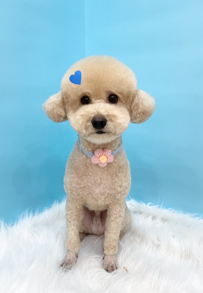 2jj26's tweet photo. 大好きウピたんのビフォアフが可愛すぎる🐑🐑🐏🐏🐩
もさもさウピたんも可愛いしカット後ももちろん可愛いな🐶🤍 https://t.co/yQ6RfVjQjY