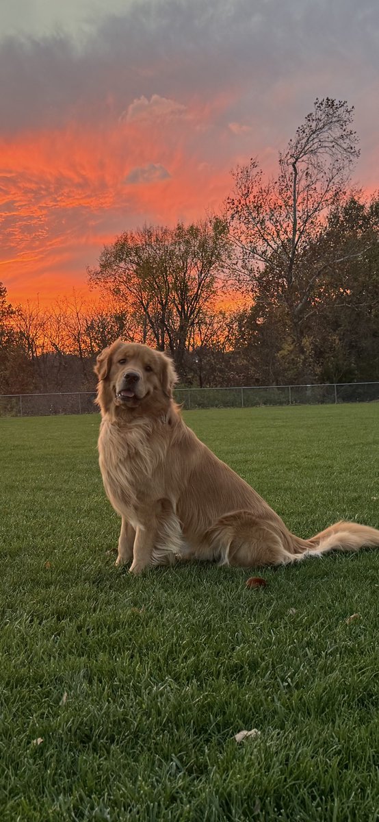 I honestly haven’t been too active on X but last minute decided to go for #questpit. Looking to have fun! And here’s a pic of my golden on a windy pre-Halloween night. #yafantasyauthor #goldenretrieverlover