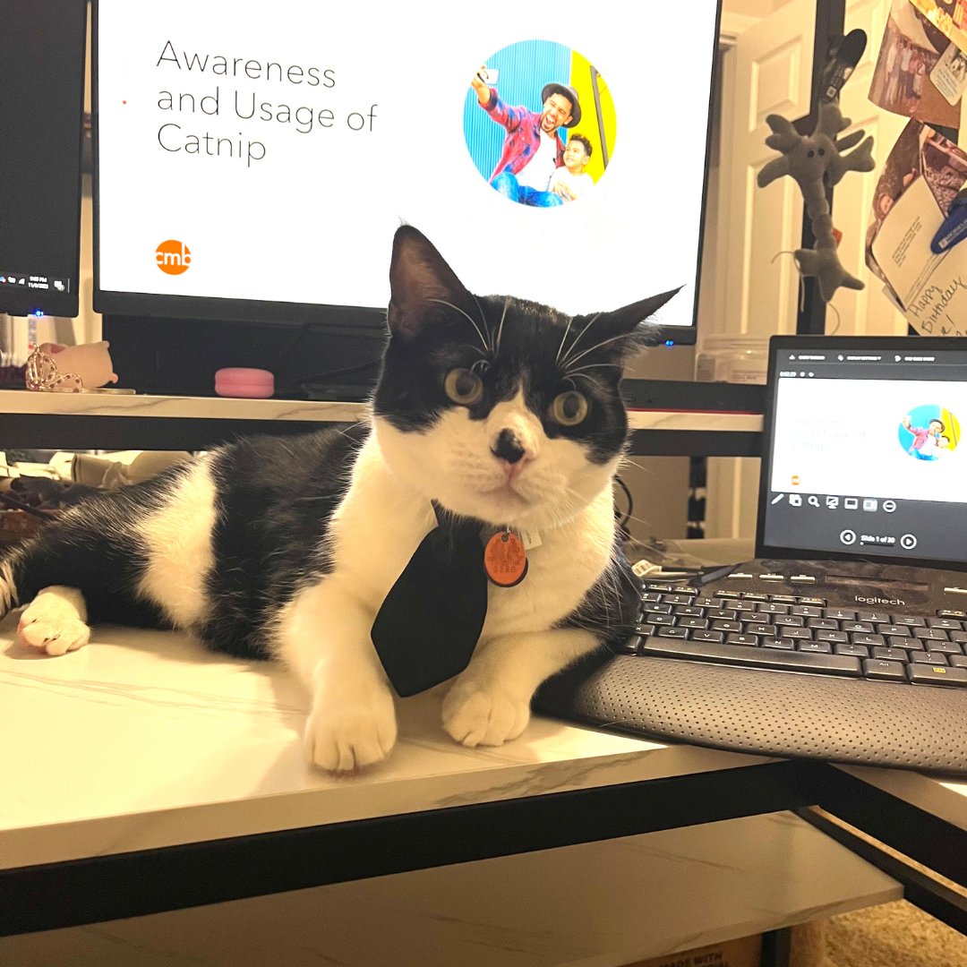 Hello November, from our #CMBPets of the month, Gizmo: cmbinfo.com/wp-content/upl…