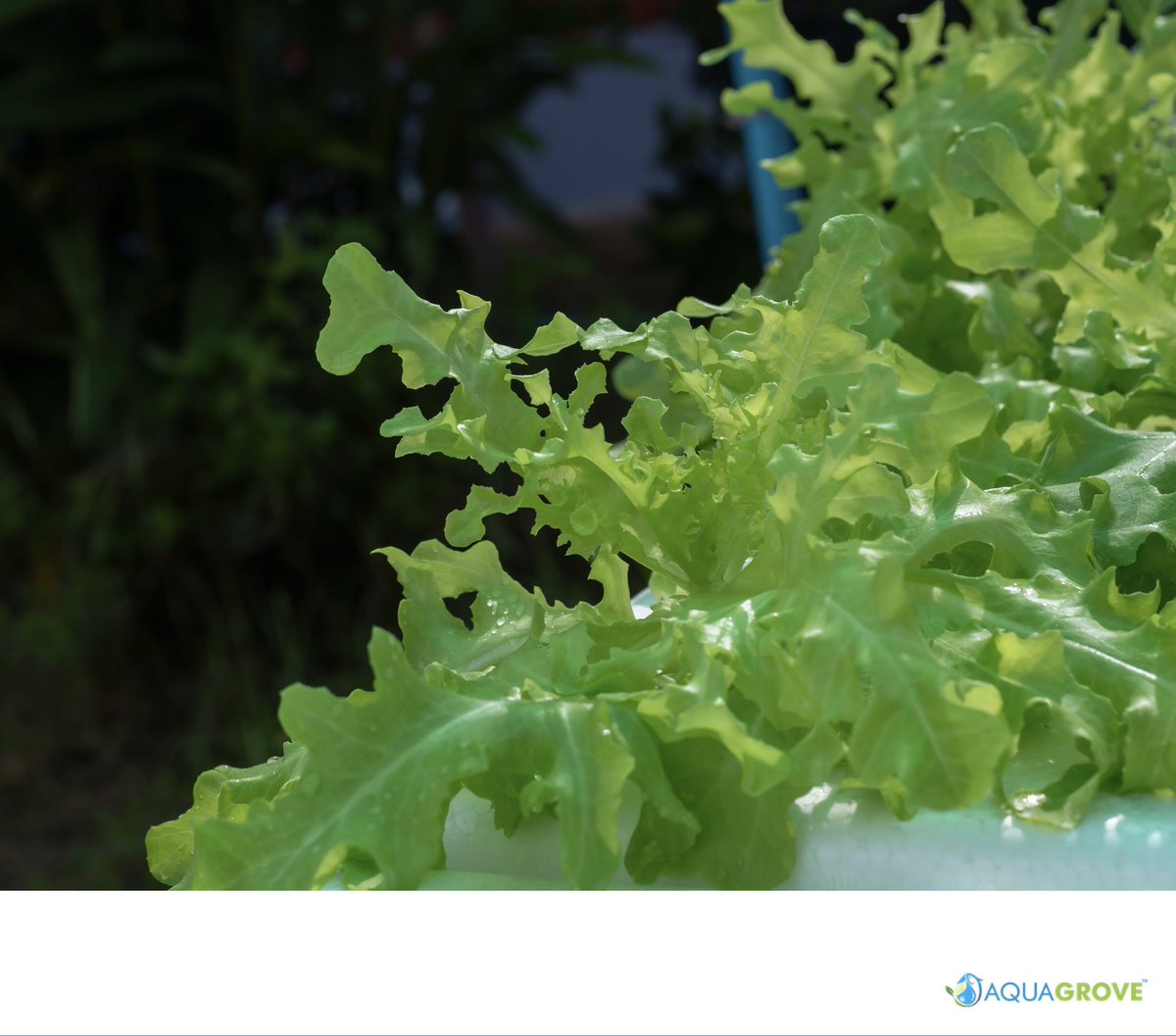 AquaGrove's tweet photo. 🌿 Easy Plants for Aquaponics Beginners 🌿
Some great starter plants are lettuce, basil, and spinach. 🥬 These leafy greens grow quickly and thrive in aquaponic systems! Start small and enjoy the fresh flavors of homegrown produce.  #GrowYourOwn #aquaponics #education #aquagrove https://t.co/BaSoHZvwId