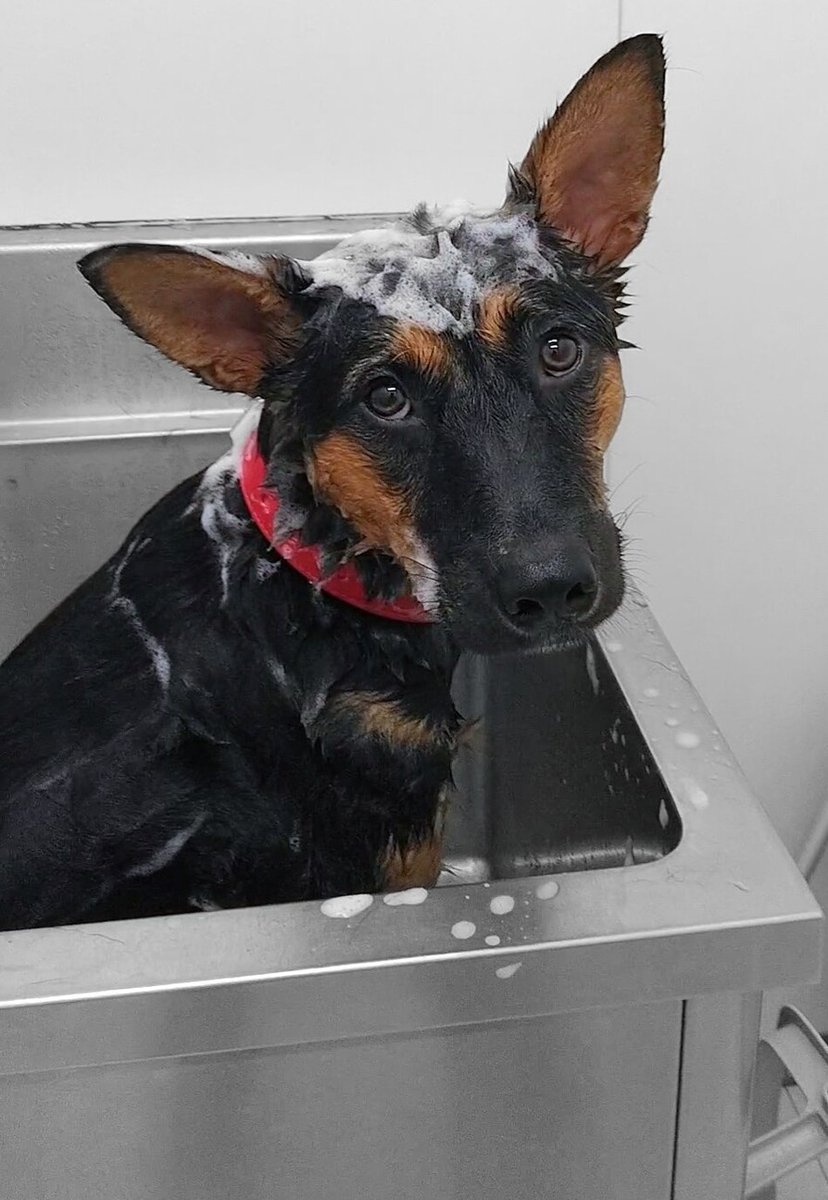 【#里親募集】「 #シェパード ミックスの男の子【紫苑】くん」#栃木県 #宇都宮市 - 犬の里親募集(491928) pet-home.jp/dogs/tochigi/p… #保護犬 #保護犬を家族に #中型犬 #中型雑種犬 #ミックス犬 #犬