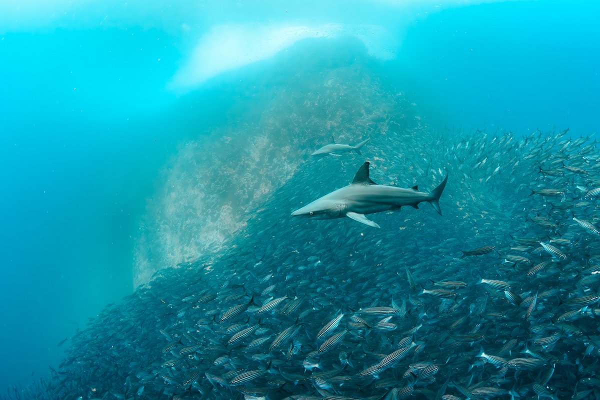 The future of water sports? Think smarter, more connected diving centers. From digital safety to efficient organization, Anchornize is shaping it all! Are you ready to explore? #WaterSports #DigitalTransformation