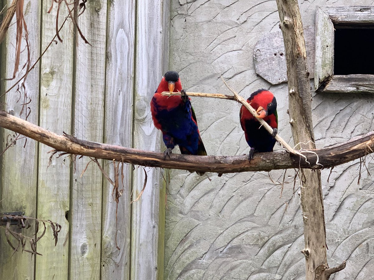 TVInfants's tweet photo. Well, look Nursery! I’m at @Birdland_ and I’ve spotted some Penguins and some Parrots! @SamTVI1 @AdamDobsonTVI https://t.co/09Ju0UG0ir