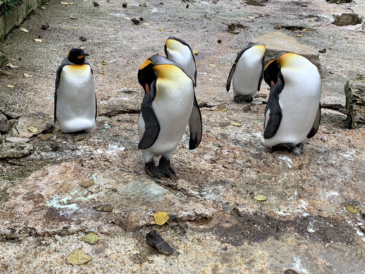 Well, look Nursery! I’m at <a href="/Birdland_/">Birdland</a> and I’ve spotted some Penguins and some Parrots! <a href="/SamTVI1/">@SamTVI</a> <a href="/AdamDobsonTVI/">Adam Dobson</a>