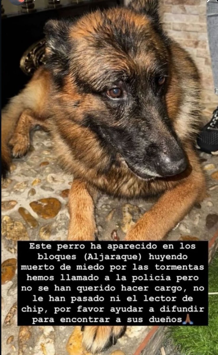 Perro encontrado en Aljaraque 
#huelva #dana