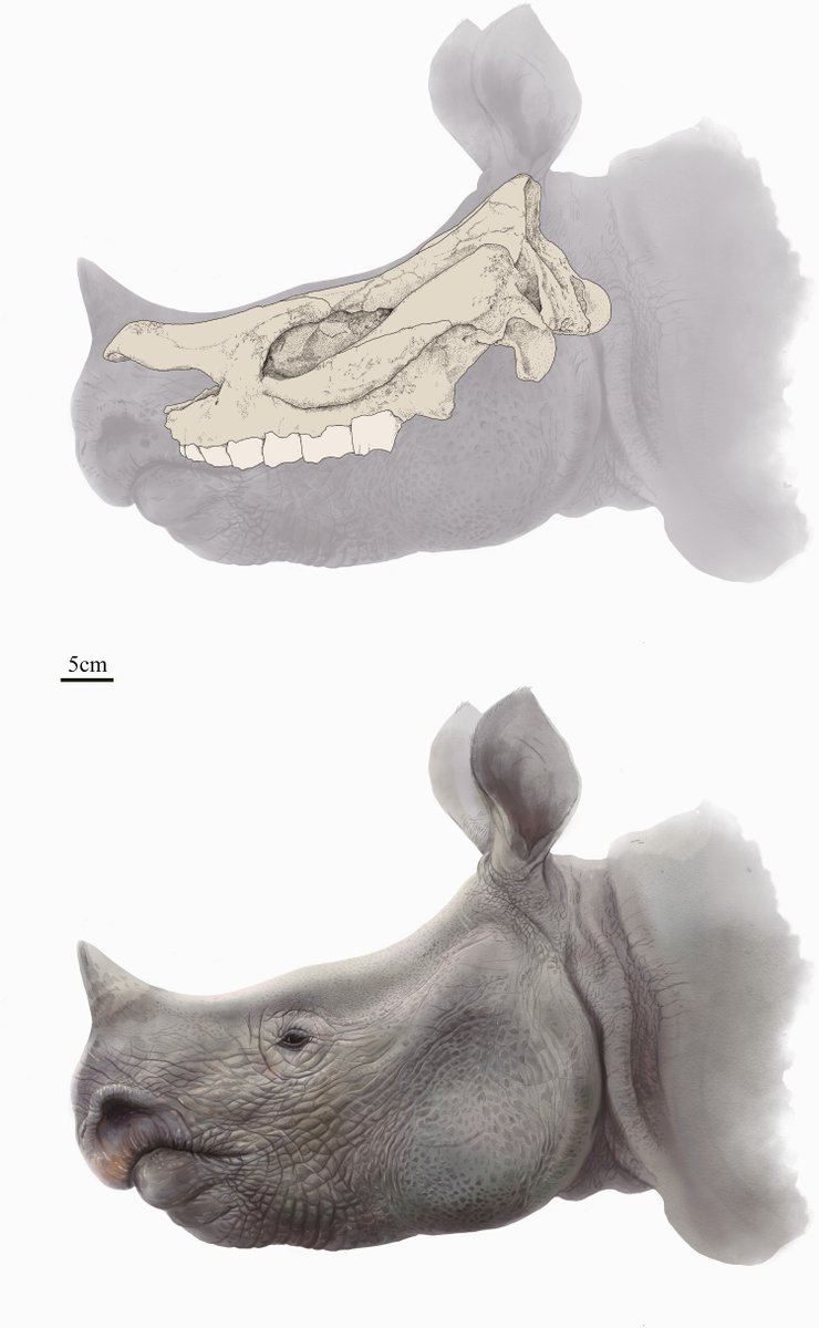 Zoological Journal of the Linnean Society (@zooljlinnsoc) on Twitter photo This #FossilFriday check out the first record of Prosantorhinus rhinos in East Asia & the description of a new species! Now #Extinct, this genus was once common in Europe but not seen in the Asian fossil record until today!
academic.oup.com/zoolinnean/art…
<a href="/LinneanSociety/">The Linnean Society of London</a> <a href="/OxfordJournals/">Oxford Journals</a> This #FossilFriday check out the first record of Prosantorhinus rhinos in East Asia & the description of a new species! Now #Extinct, this genus was once common in Europe but not seen in the Asian fossil record until today!
academic.oup.com/zoolinnean/art…
<a href="/LinneanSociety/">The Linnean Society of London</a> <a href="/OxfordJournals/">Oxford Journals</a>