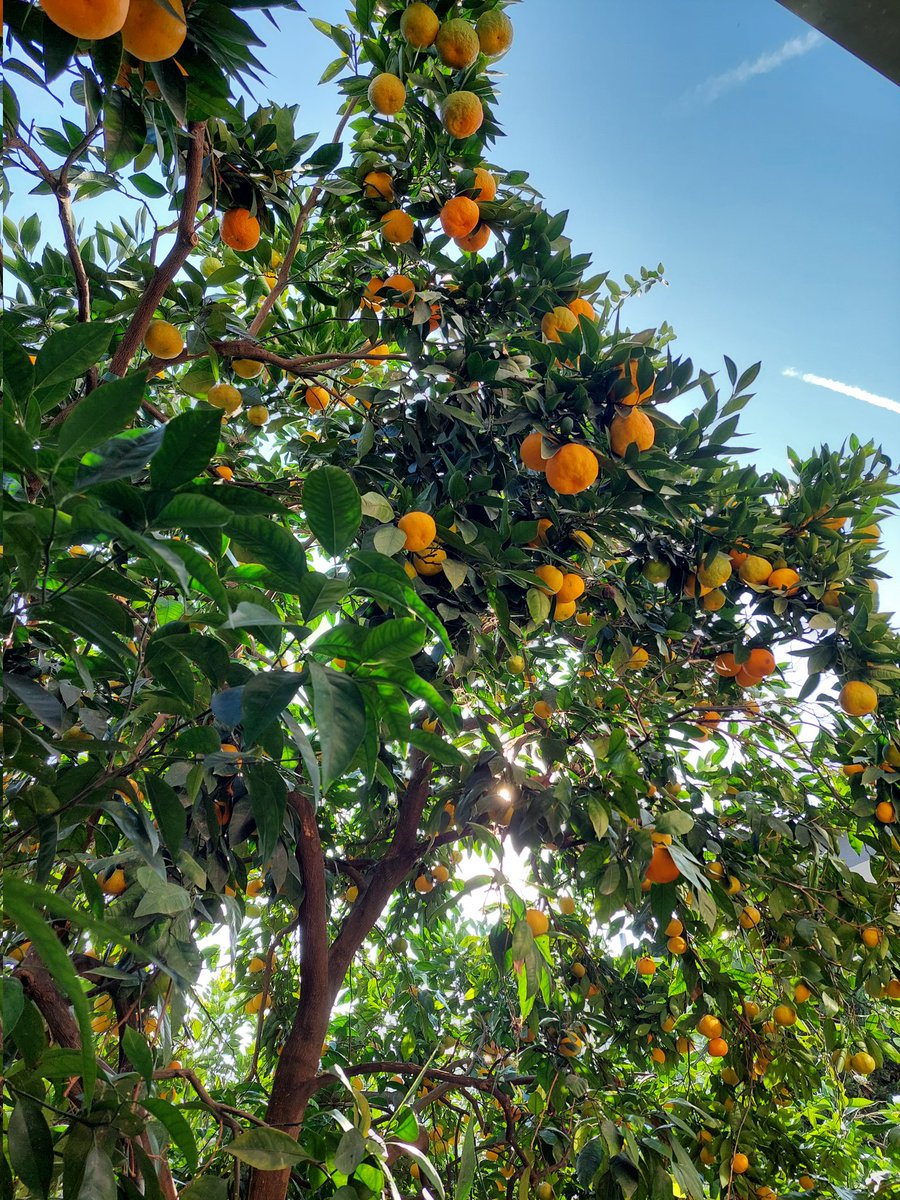 It's been exactly 2 years and as you can see, not a single 🍊 is missing #stopless

Haters gonna say it's fake and continue to believe "You-Know-Who" will win the Robbins cup #demoballer