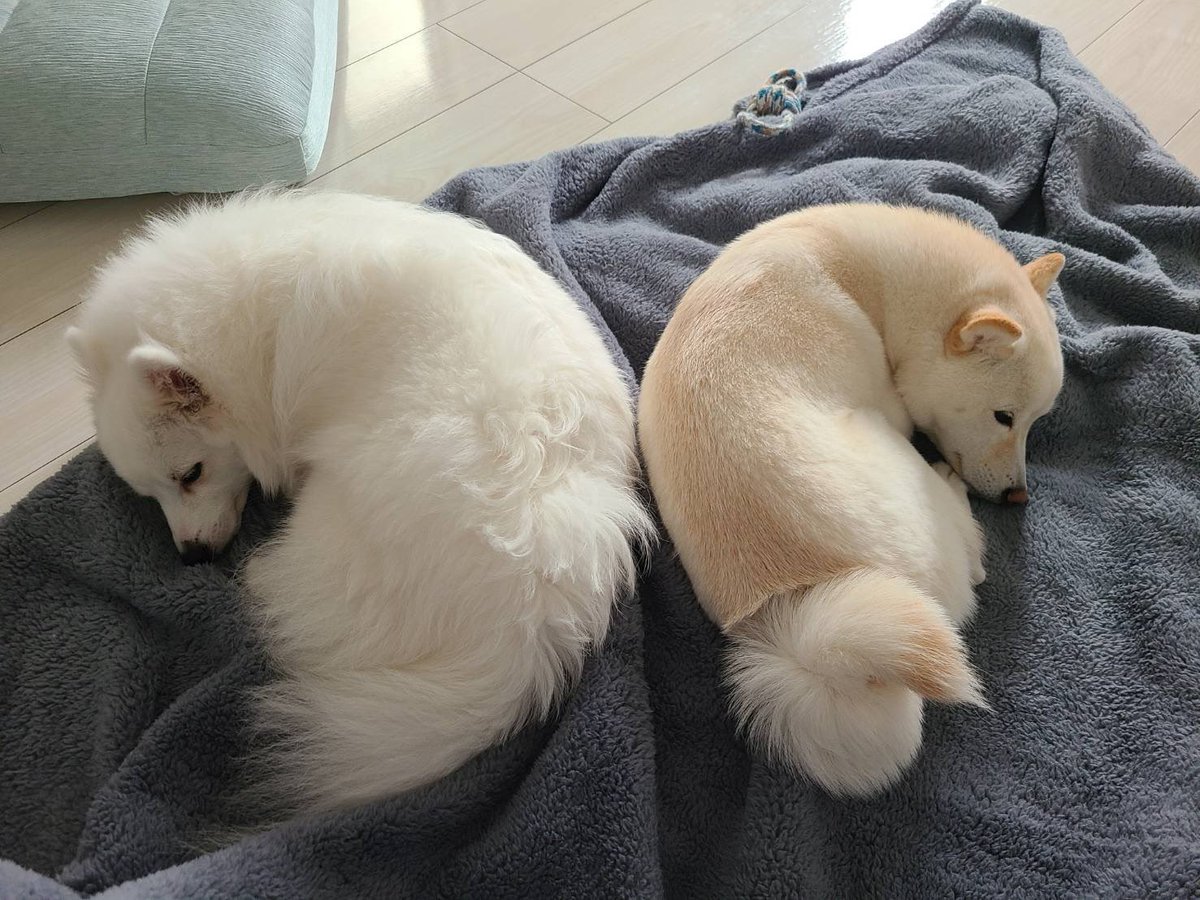 今日犬の日らしいのでお気に入りの写真を
#犬の日