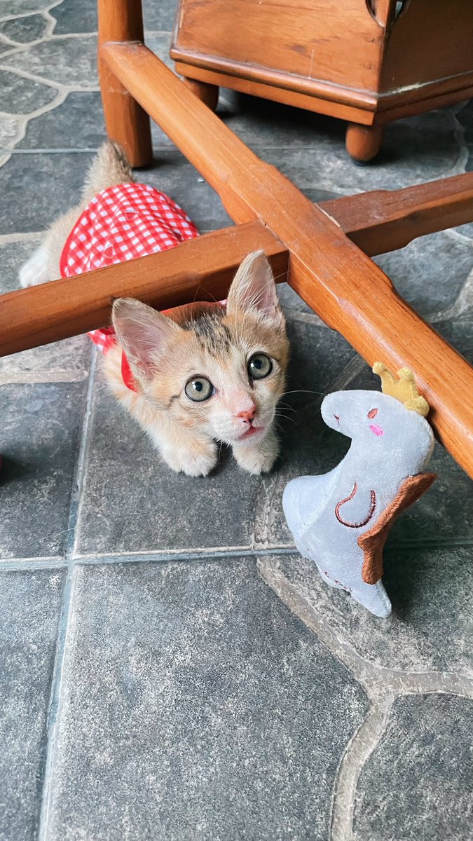 dindafbrn's tweet photo. FREE ADOPT🫶🏻

LECI🍒

😻 betina
💦💩 litter box
🪱 sudah obat cacing
🥩 sudah makan wf &amp; df baby cat
🎡 clingy, aktif lincah senang main

lok. cakung bekasi / pd kopi jaktim https://t.co/x2XtvNntNg