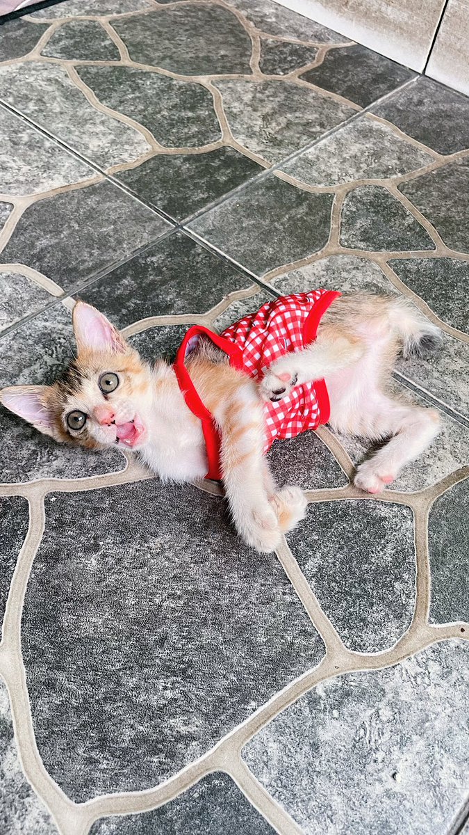 dindafbrn's tweet photo. FREE ADOPT🫶🏻

LECI🍒

😻 betina
💦💩 litter box
🪱 sudah obat cacing
🥩 sudah makan wf &amp; df baby cat
🎡 clingy, aktif lincah senang main

lok. cakung bekasi / pd kopi jaktim https://t.co/x2XtvNntNg