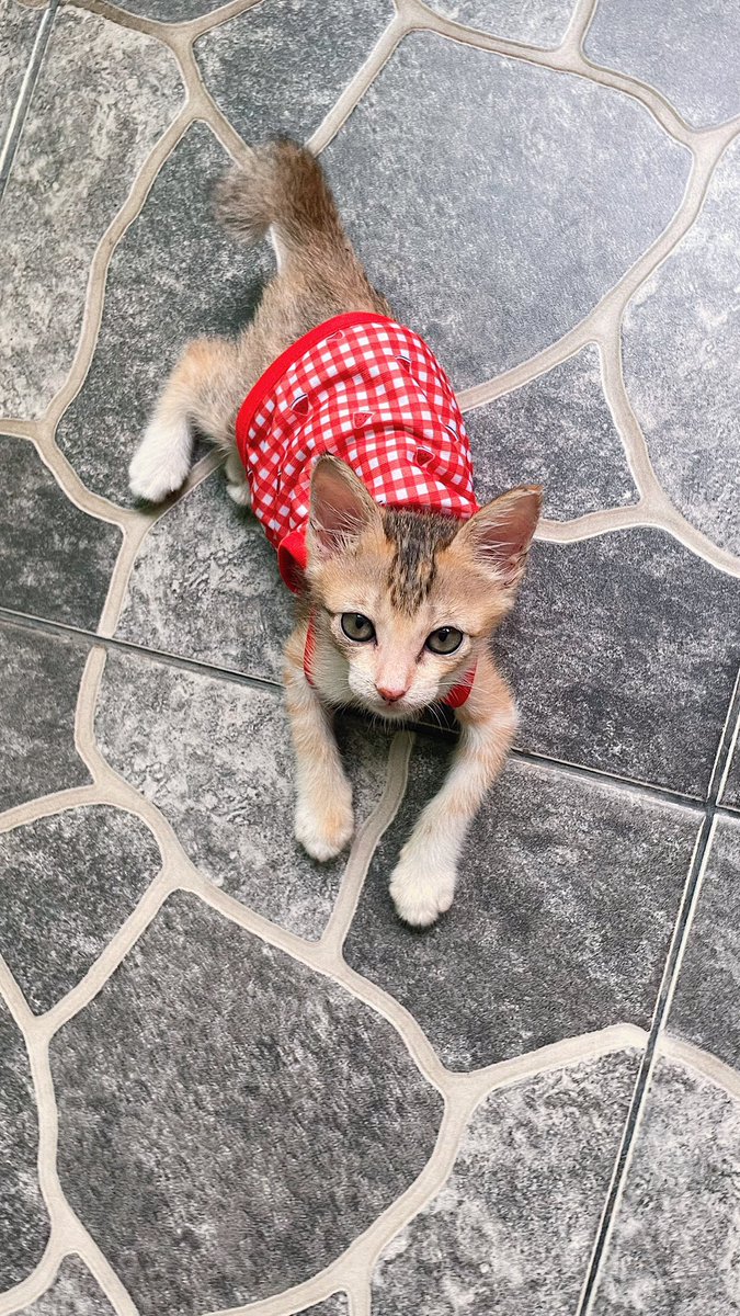 dindafbrn's tweet photo. FREE ADOPT🫶🏻

LECI🍒

😻 betina
💦💩 litter box
🪱 sudah obat cacing
🥩 sudah makan wf &amp; df baby cat
🎡 clingy, aktif lincah senang main

lok. cakung bekasi / pd kopi jaktim https://t.co/x2XtvNntNg