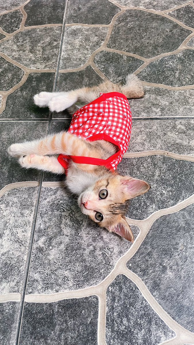 dindafbrn's tweet photo. FREE ADOPT🫶🏻

LECI🍒

😻 betina
💦💩 litter box
🪱 sudah obat cacing
🥩 sudah makan wf &amp; df baby cat
🎡 clingy, aktif lincah senang main

lok. cakung bekasi / pd kopi jaktim https://t.co/x2XtvNntNg