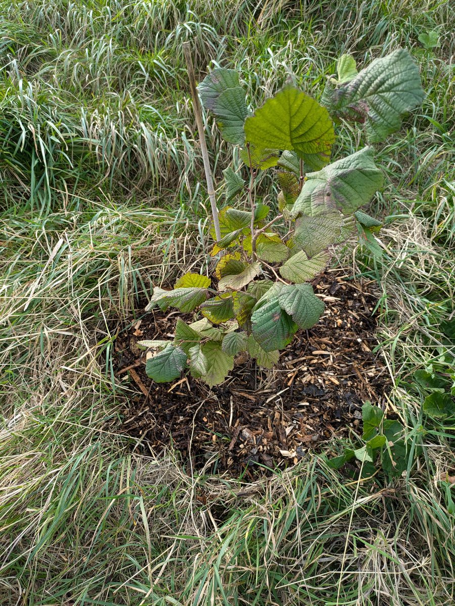 David Hoy (@davidhoy84) on Twitter photo Tree care work at <a href="/CoopEdinburgh/">Lauriston Agroecology Farm</a> this morning, weeding around hazel saplings and then adding further mulch. Tree care work at <a href="/CoopEdinburgh/">Lauriston Agroecology Farm</a> this morning, weeding around hazel saplings and then adding further mulch.