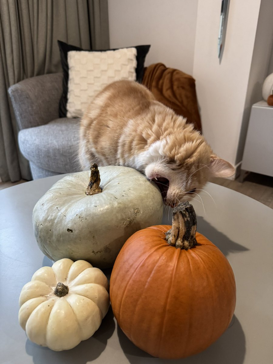 Katie Morrison tweet media