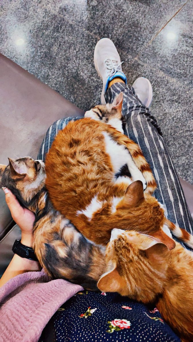 SaniyaIrfan7's tweet image. Have to eat a little extra now to accommodate full billu gang on my lap 
#iitd #hostelworld #sahyadri