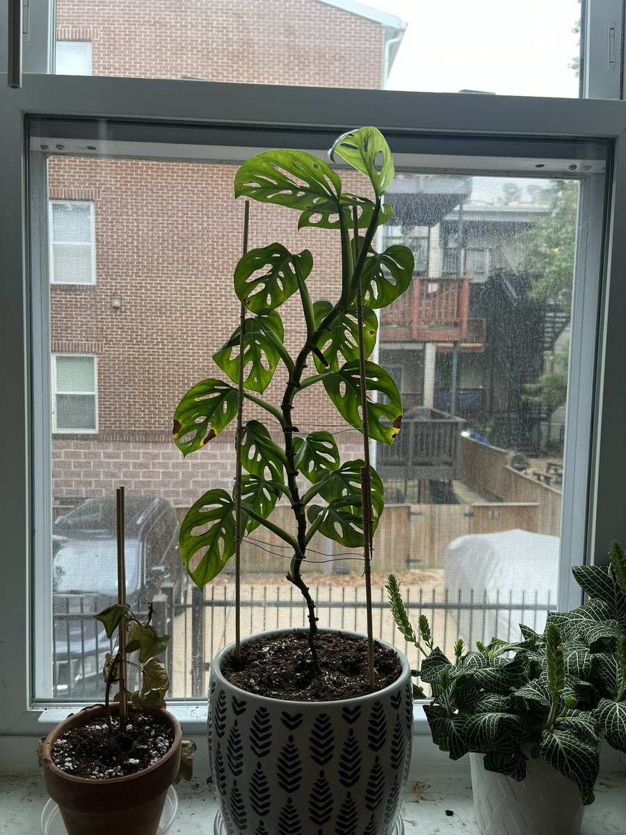 mitchmax98's tweet photo. Growth https://t.co/cSuDtgn0tW