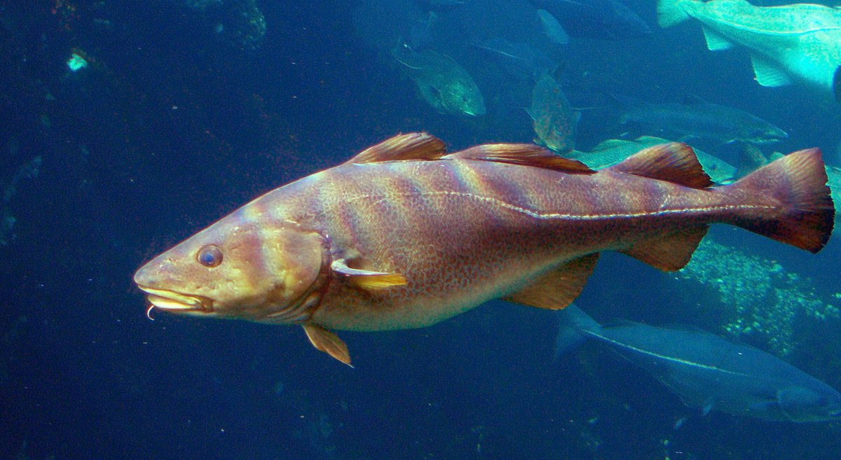 ICES (@ices_asc) on Twitter photo 🚨Advice release
ICES has reissued the 2025 fishing opportunities advice for Cod in the North Sea, West of Scotland, eastern English Channel & Skagerrak to <a href="/EU_MARE/">EU Maritime & Fish</a>, <a href="/DefraGovUK/">Defra UK</a> & <a href="/NFdep/">Nærings&fiskeridep</a>.
Updated advice is available online: doi.org/10.17895/ices.…
ℹ ices.dk/news-and-event… 🚨Advice release
ICES has reissued the 2025 fishing opportunities advice for Cod in the North Sea, West of Scotland, eastern English Channel & Skagerrak to <a href="/EU_MARE/">EU Maritime & Fish</a>, <a href="/DefraGovUK/">Defra UK</a> & <a href="/NFdep/">Nærings&fiskeridep</a>.
Updated advice is available online: doi.org/10.17895/ices.…
ℹ ices.dk/news-and-event…