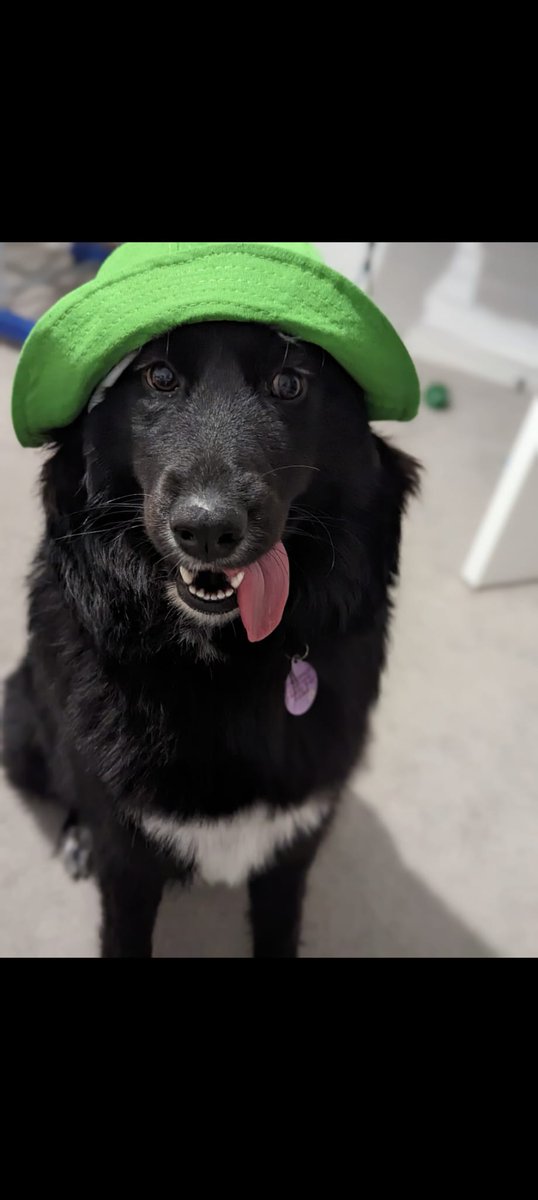 Couldn't resist creating a 3D portrait of my cousin's dog, Bailey. 🐾Had so much fun! ♥️What do you think?

instagram.com/_dailyy_bailey…
#3dArt #dogportrait #zbrush #Pets