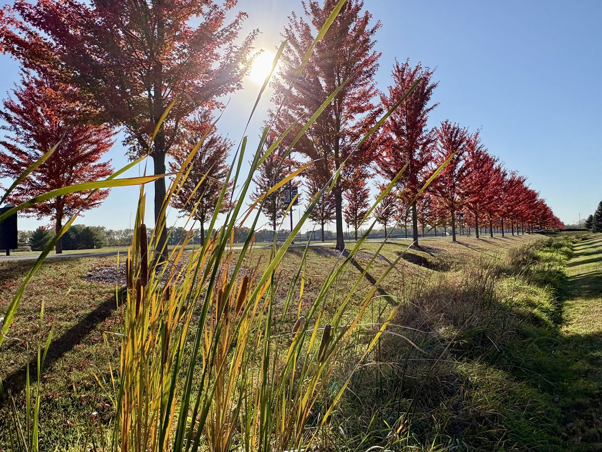 Fall has been slow to arrive at <a href="/UISedu/">University of Illinois Springfield</a> this year, but with the  winds sweeping through over the past few days and the cooler temperatures, it feels like autumn is finally making its presence known. Here’s a little round-up of fall on campus so far!