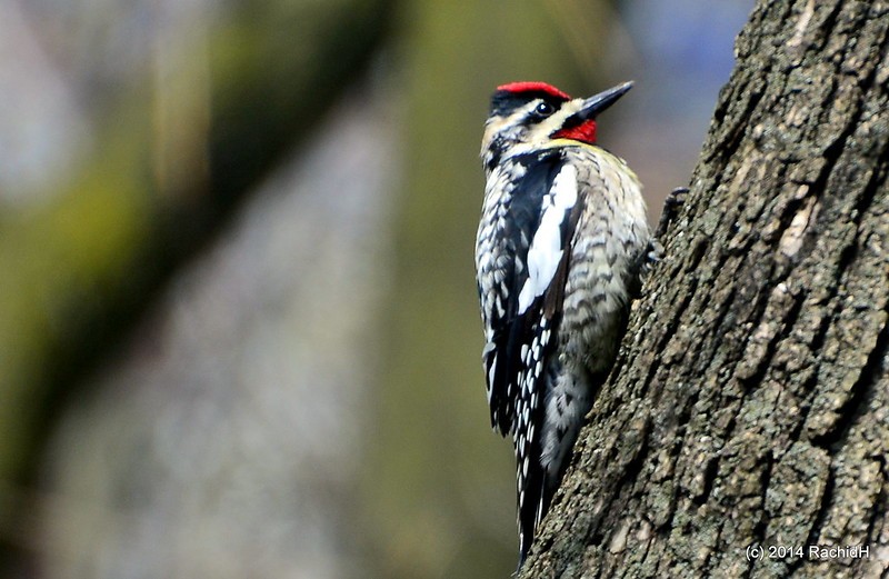 rachidH's tweet photo. #Male #Yellow_belliedSapsucker #Sapsucker #Sphyrapicus #Svarius #Pic #PicMaculé #ClarkeMoorePark #Chelsea #Manhattan #NYC #NewYork #NY #Ornithology
Rachid H shared a photo with you from the Flickr app! Check it out:
https://t.co/lhbd5fljuf https://t.co/dMXvcJj4yX