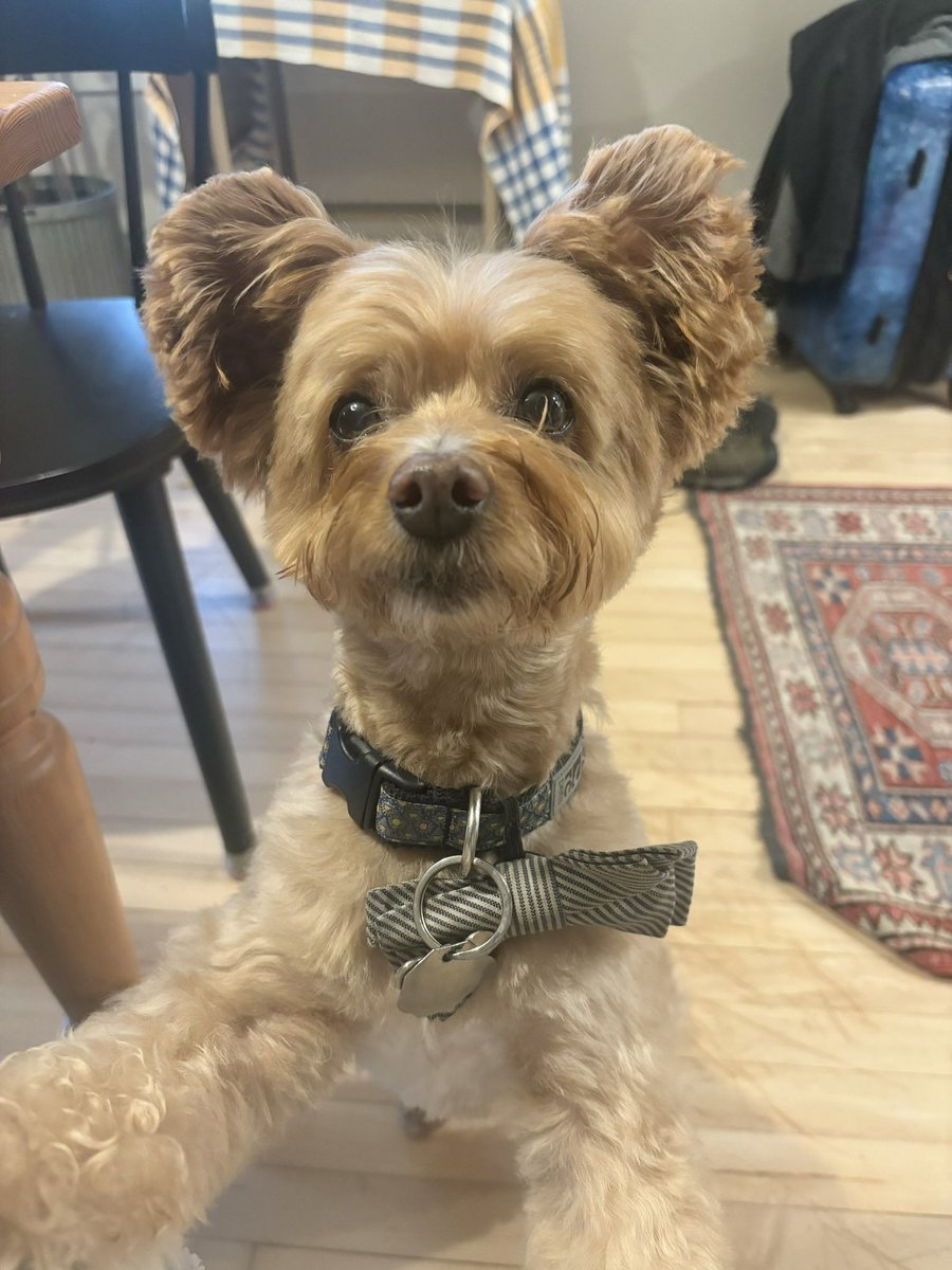 Never once have I gotten to a good point in my writing when my dog hasn’t come over to me with pathetic eyes asking for some unknown thing.