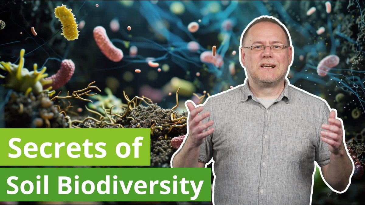 Matthias C. Rillig (@mrillig) on Twitter photo Life in the Soil: the secrets of soil biodiversity
Watch the first video in the new channel introducing the life in the soil.
Financially supported by @BMBF_Bund and produced with <a href="/AhnenEnkel/">Ahnen&Enkel Inhalteagentur Klima, Umwelt, Energie</a>
#COP16 #biodiversity
youtu.be/qtd_TeBYy8s Life in the Soil: the secrets of soil biodiversity
Watch the first video in the new channel introducing the life in the soil.
Financially supported by @BMBF_Bund and produced with <a href="/AhnenEnkel/">Ahnen&Enkel Inhalteagentur Klima, Umwelt, Energie</a>
#COP16 #biodiversity
youtu.be/qtd_TeBYy8s