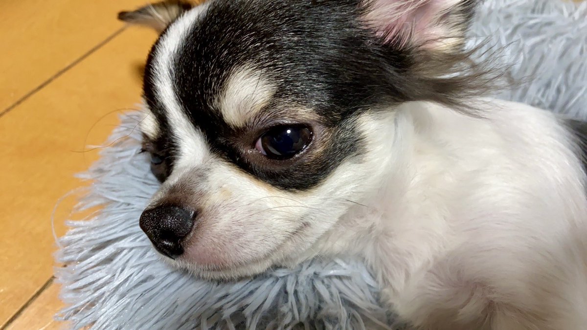 #犬の日 https://t.co/qVIR2p89id
