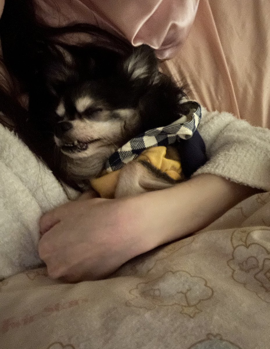 precious___dog's tweet photo. 11月1日は犬の日
知識を深め、可愛がる目的らしい✨
豆知識【犬の血液型は8種類ある】 https://t.co/32e7hzpm4p