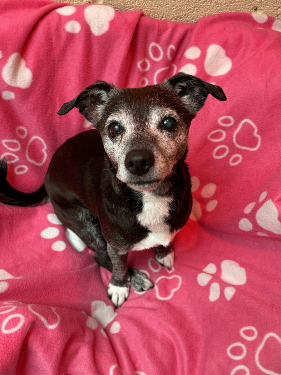 AdoptionsUk's tweet image. Urgent please retweet to help Megan find a home #YORKSHIRE #UK  💔Aged 12 overlooked💔
Available for adoption, registered British Charity ✅ Details or apply for Megan here👇
helpingyorkshirepoundies.co.uk/female/megan/ Megan is such a little character, and despite being 12, is fit as a fiddle with a…