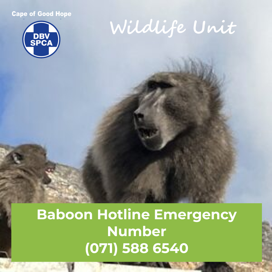 capespca's tweet photo. 🐒 Baboons are vital to our ecosystem&amp;deserve a life in the wild.

🌍 Let’s protect these incredible animals by respecting their space&amp;never feeding them.

👉🏻Learn more: https://t.co/XkXqHRymoY

Emergency Baboon Hotline: (071) 588 6540

#SPCAWildlife #SPCA #CapeSPCA #WildlifeUnit https://t.co/8HG6toHqUZ