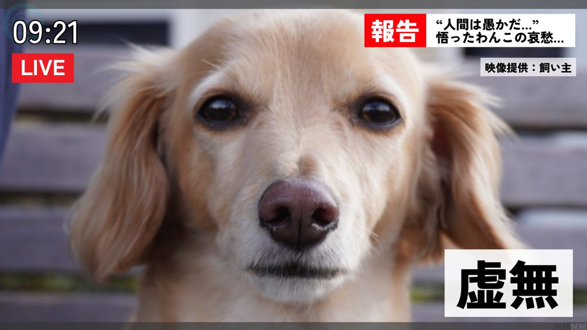 newsmaker_FanC's tweet photo. 友達とのお出かけも、子どもの成長も、
ペットの奇行も、美味しいご飯も、

「#ニュースメーカー」でニュース風画像にしてみませんか？
誰でも、いつでも、気軽にワンタッチ作成できます📝

ぜひこちらから👇
https://t.co/J95FJRSx3Z https://t.co/pUKzEG7uSD