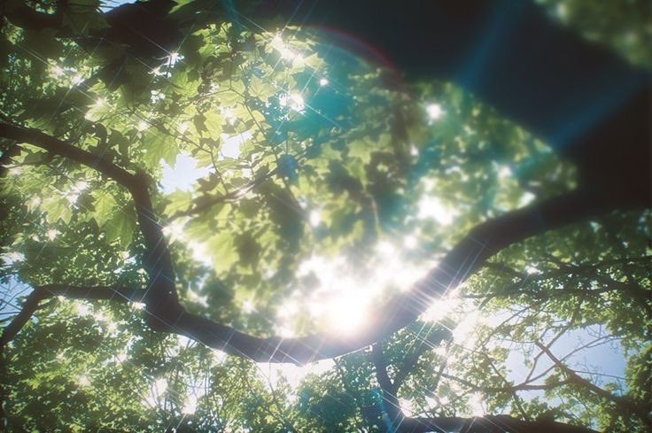 seashelltape's tweet photo. in another life, you're the sunlight peeking from behind me (the tree) and we'll grow together everyday, forever warming each other https://t.co/UTc1nGEz4H