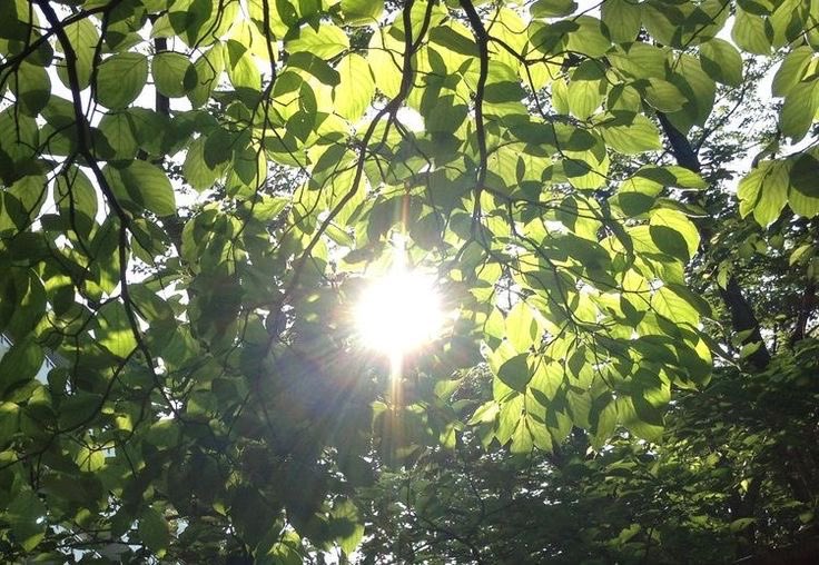 seashelltape's tweet photo. in another life, you're the sunlight peeking from behind me (the tree) and we'll grow together everyday, forever warming each other https://t.co/UTc1nGEz4H