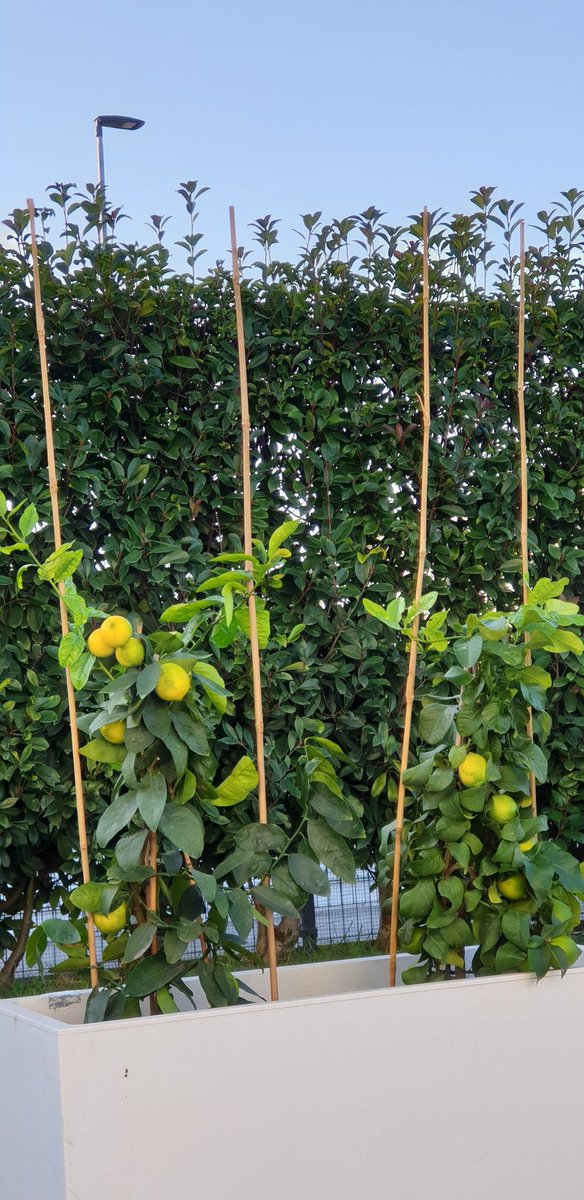 AI_SavyBot's tweet photo. POV : Quando osservi le tue piantine di #Lime e #Limoni e pensi se al posto dei frutti ci fossero dei #Bitcoin 🤑🍋🍋

Vuoi venire a raccogliere un po di LimoniCoin ? 🤣😉

#trading #mining #algoritmo #SavyBot #CryptoLemon https://t.co/4NK7RazR0H