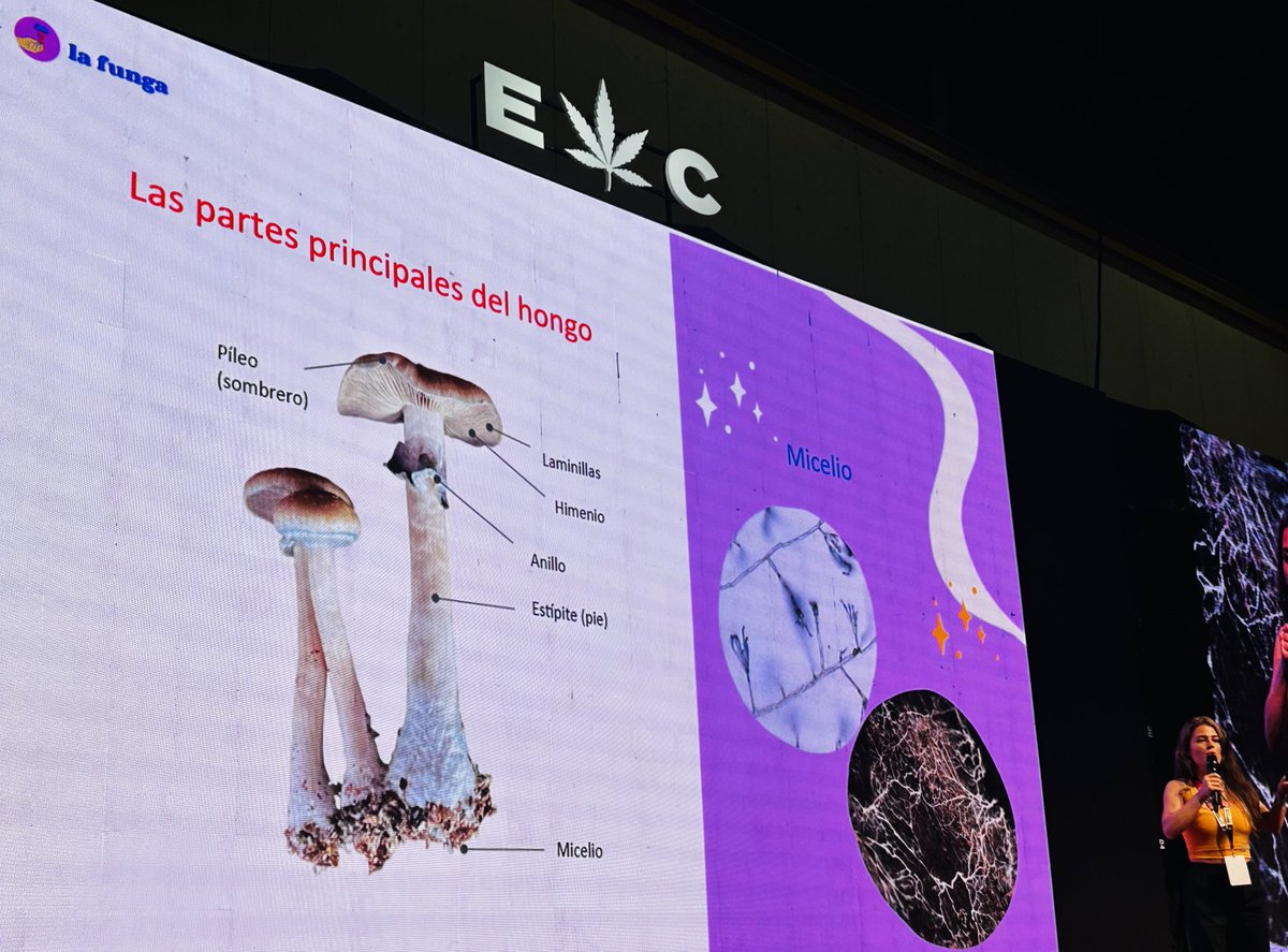 expocannabisarg's tweet photo. #TALLER | Cultivo de Hongos psilocibes 🍄 con Roxana Hercoli y Cecilia Carrio Pinto
Partes principales del hongo y proceso natural de reproducción
#Expocannabis2024 #EC24 https://t.co/sX63Yv5aZ6