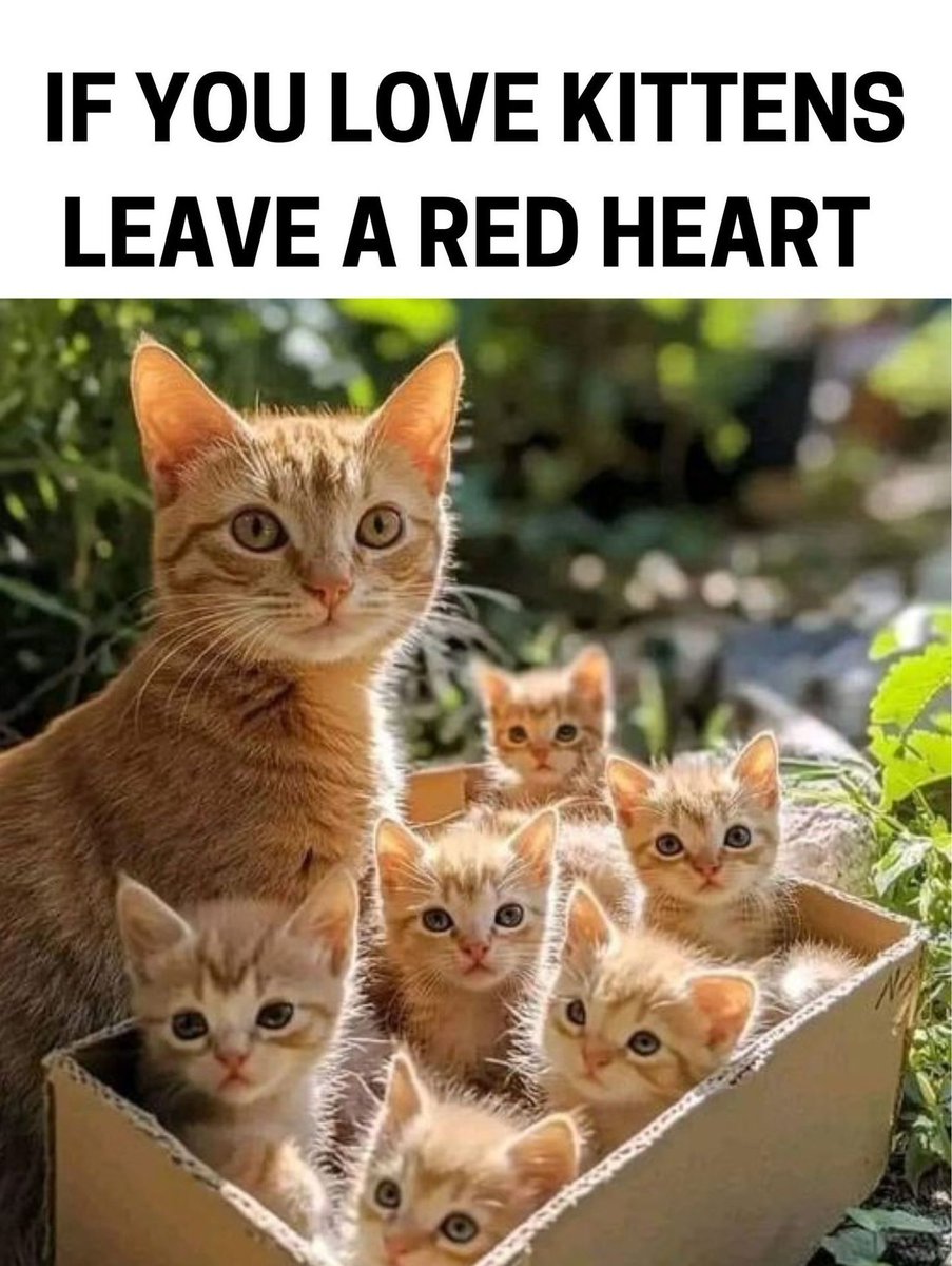 catsnkittys's tweet photo. ❤️ ❤️ ❤️ ❤️ ❤️ ❤️ ❤️ ❤️ ❤️ https://t.co/ofPmhO60jF