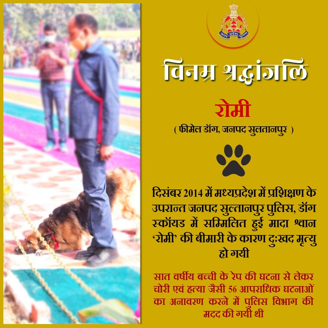 Uppolice's tweet photo. .@sultanpurpolice डॉग स्क्वाड में तैनात बहादुर मादा श्वान 'रोमी' को राजकीय सम्मान के साथ भावभीनी विदाई दी गई।

'रोमी' द्वारा 56 जघन्य आपराधिक घटनाओं का सफल अनावरण करने में #UPPolice को महत्त्वपूर्ण योगदान दिया गया था।

#PawsInPeace 
#PawsAndHonor 
#K9 https://t.co/YnLfxiDHvK
