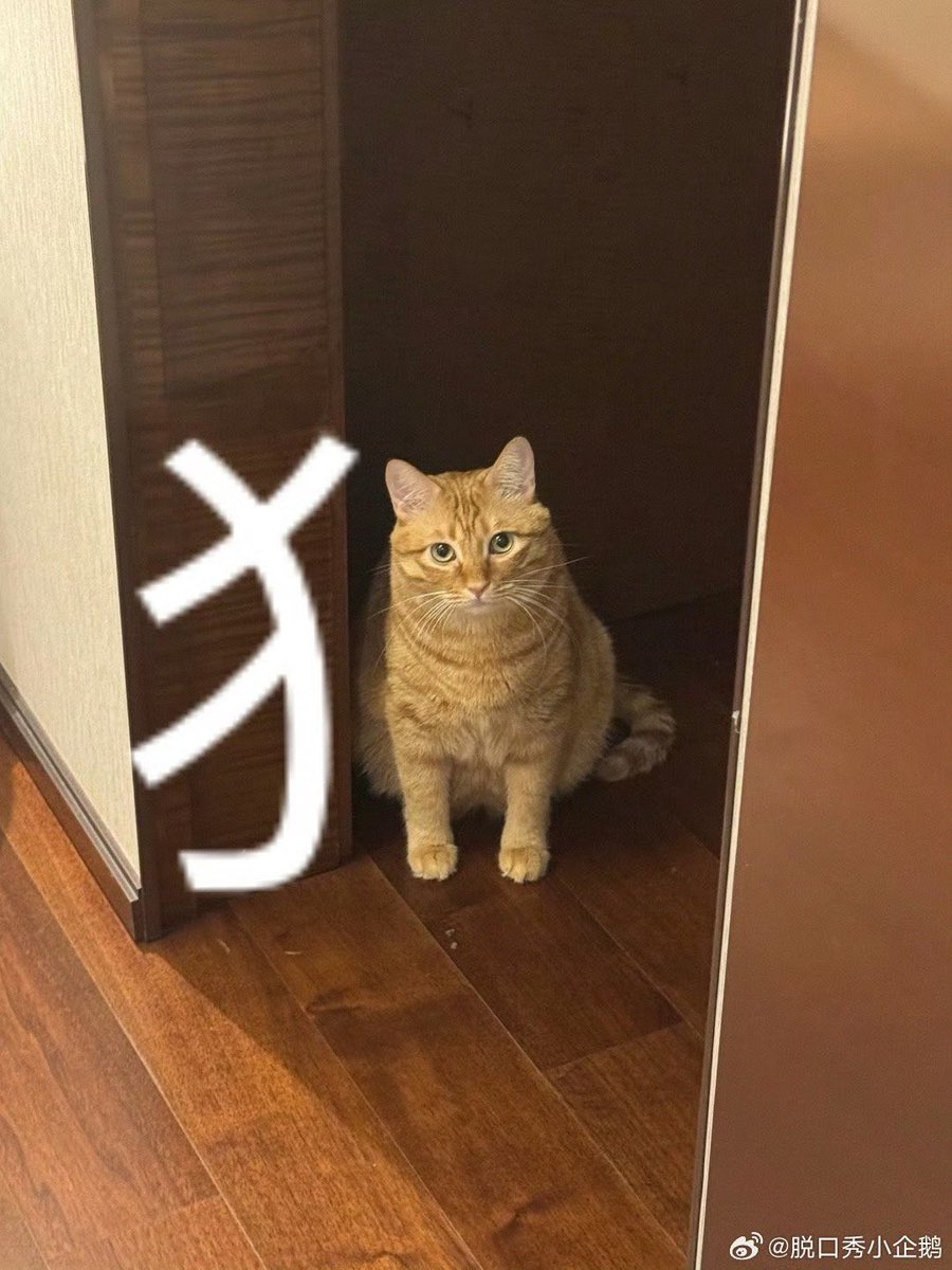 猫🐱 https://t.co/XzCB0Pi4fF
