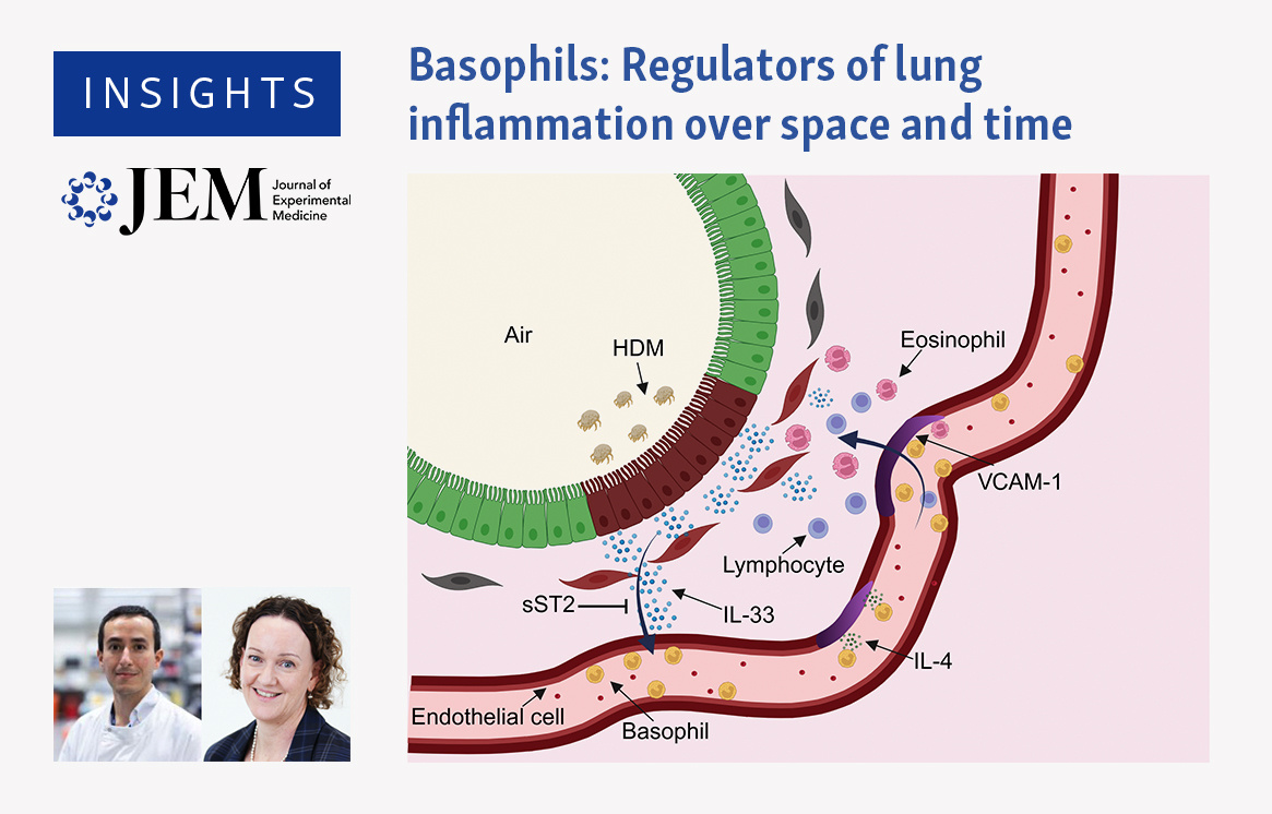 Journal of Experimental Medicine (@jexpmed) on Twitter photo #Basophils: Regulators of lung #inflammation over space and time. <a href="/RegisJoulia/">Régis Joulia</a> and <a href="/lloyd_lab/">Lloyd Lab NHLI</a> <a href="/ImperialNHLI/">NHLI</a> discuss study from Schuijs, <a href="/MarielaBrenis/">Claudia M Brenis</a>, <a href="/bart_lambrecht/">bart lambrecht</a> et al. (hubs.la/Q02VS8160): hubs.la/Q02VS5hZ0
#InnateImmunity #Asthma #MucosalImmunology #Basophils: Regulators of lung #inflammation over space and time. <a href="/RegisJoulia/">Régis Joulia</a> and <a href="/lloyd_lab/">Lloyd Lab NHLI</a> <a href="/ImperialNHLI/">NHLI</a> discuss study from Schuijs, <a href="/MarielaBrenis/">Claudia M Brenis</a>, <a href="/bart_lambrecht/">bart lambrecht</a> et al. (hubs.la/Q02VS8160): hubs.la/Q02VS5hZ0
#InnateImmunity #Asthma #MucosalImmunology