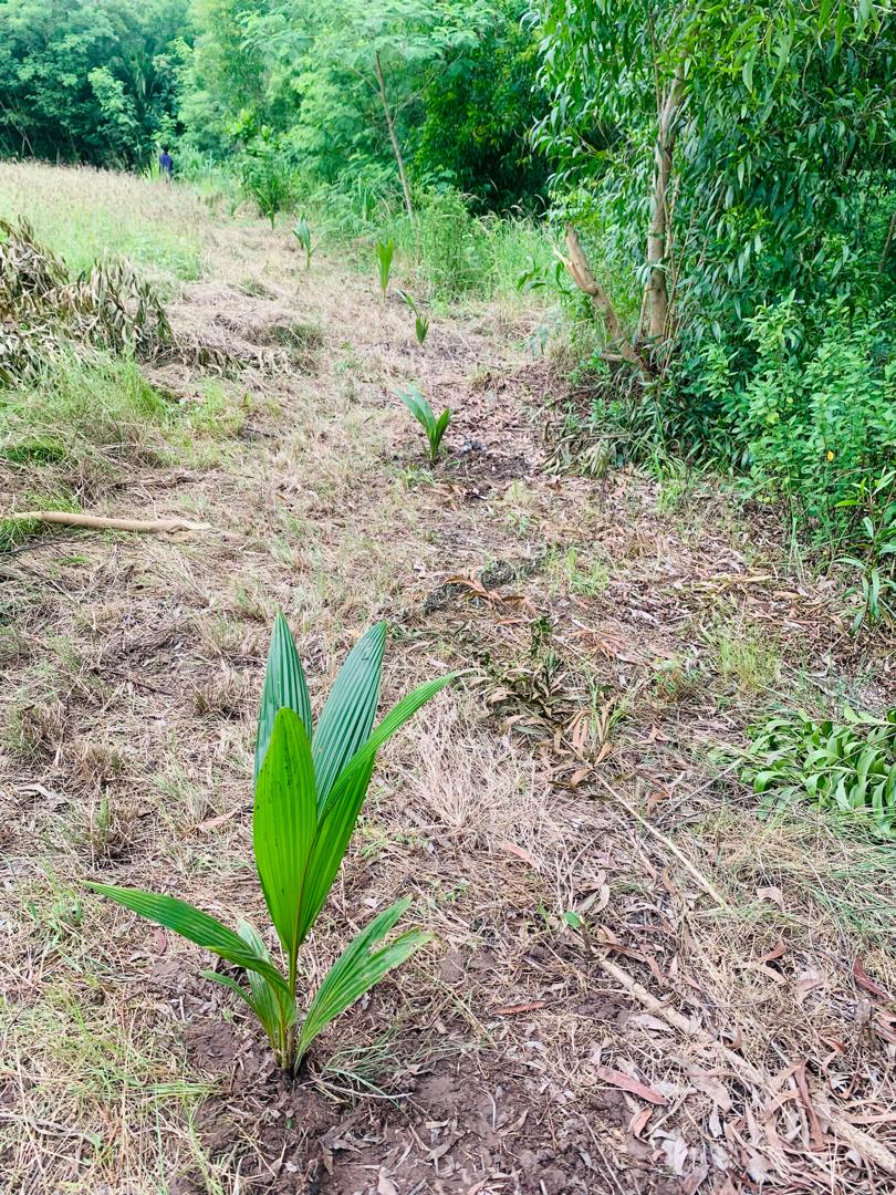 GDfAfrica's tweet photo. It is our shared duty to protect the environment. Trees play a crucial role by providing oxygen, filtering pollutants, and supporting biodiversity. Planting trees helps combat climate change and promotes a sustainable future. By planting a tree today, we can inspire others. https://t.co/v5xcrSuz0F
