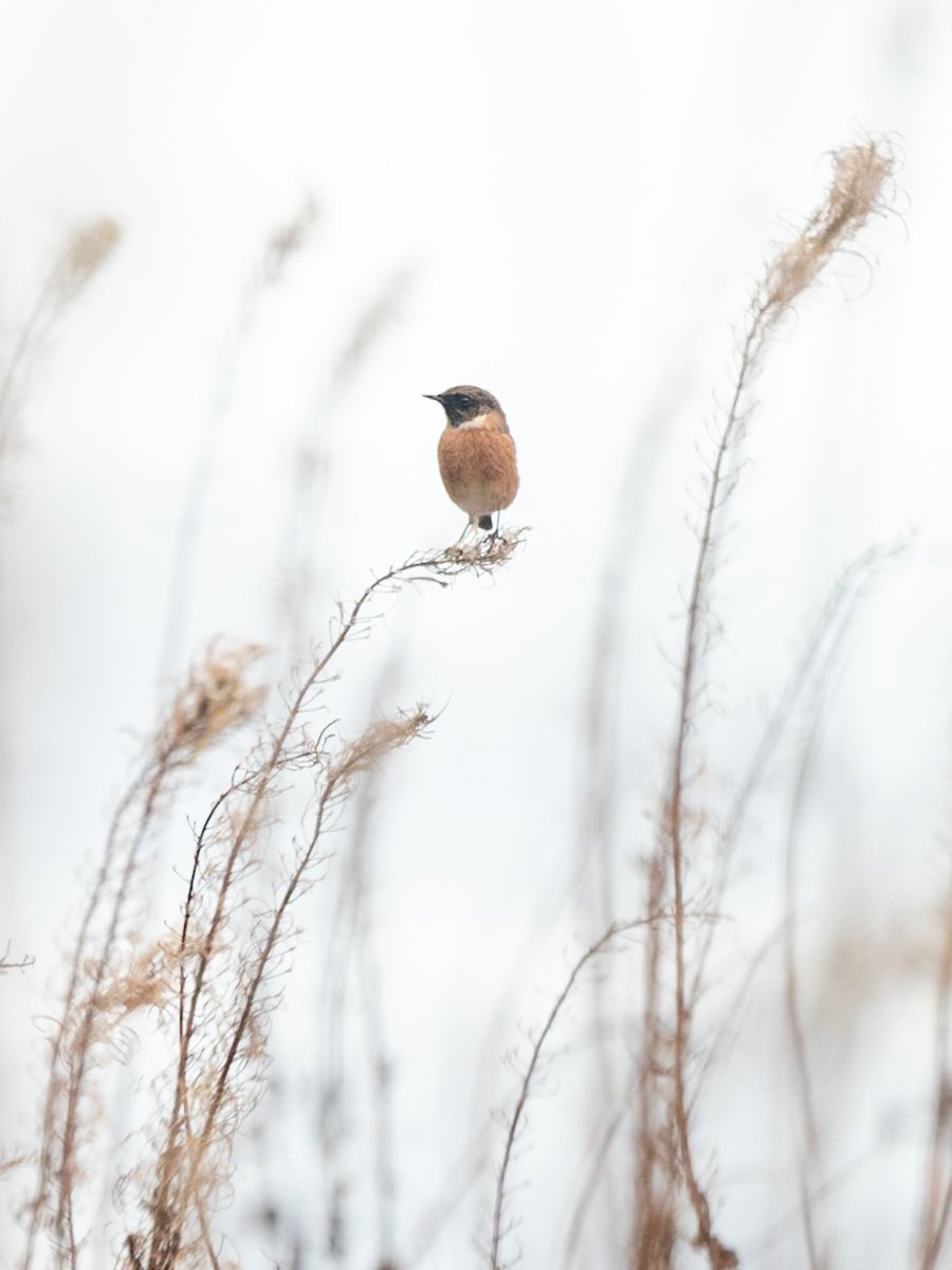 The stonechats' autumn visit to Liberton has been much longer than usual - six weeks now! (Please stay please stay please stay)
Liberton #Edinburgh