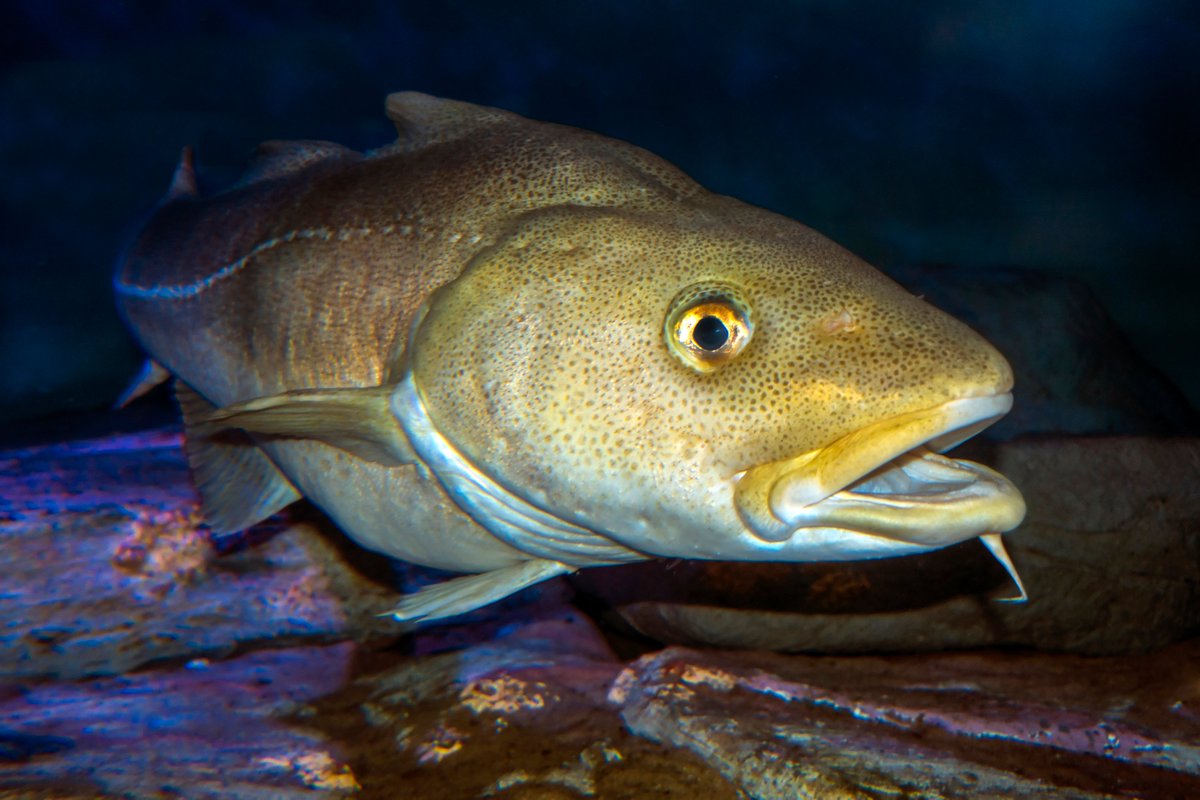 🐟Northern Shelf cod advice for 2025 reissued by ICES

Today's advice replaces the advice issued on 30 June 2024. But why has the advice changed?
ℹ Follow the link to read more 👉
ices.dk/news-and-event…