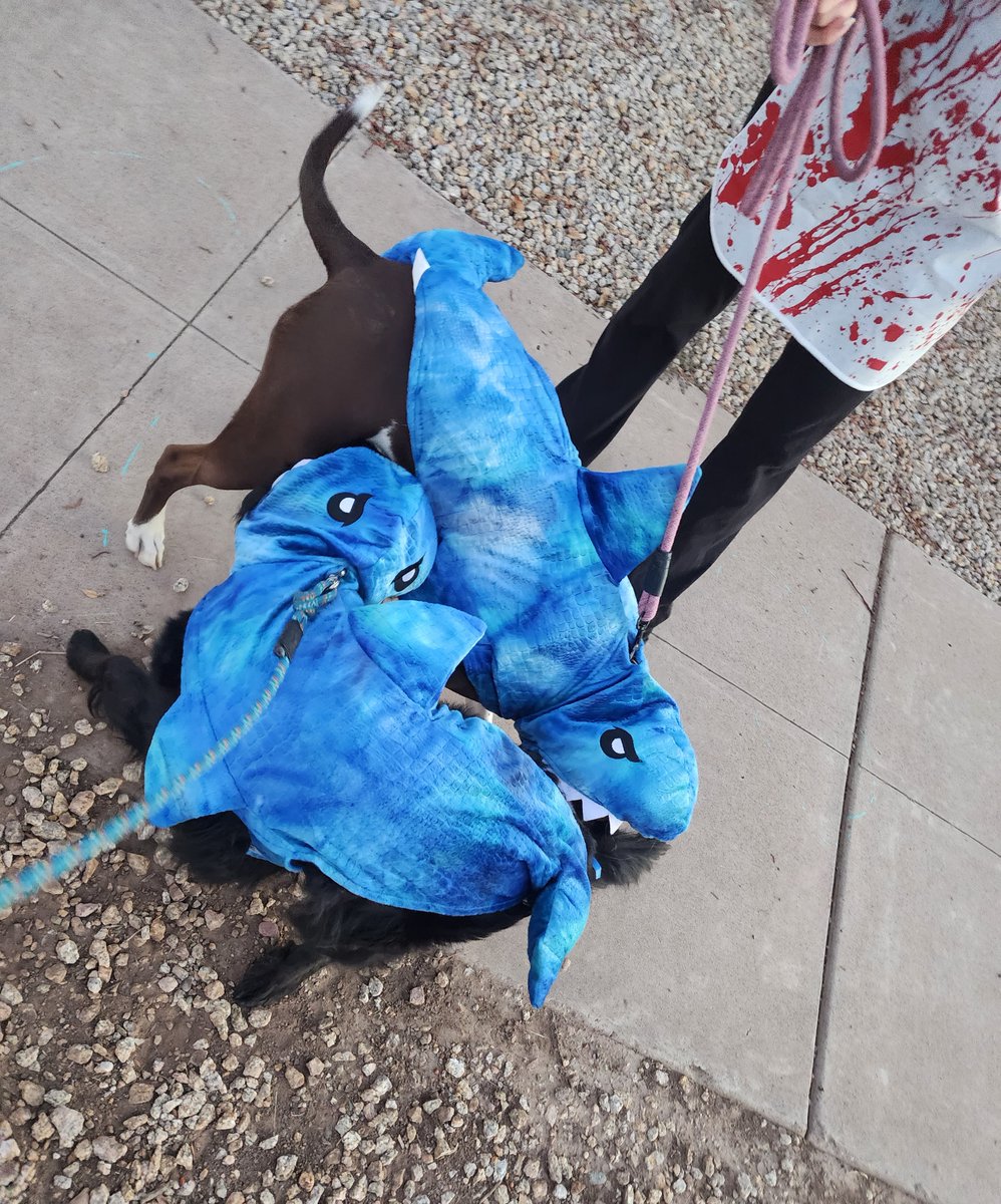 Prof. Katie Hinde tweet media