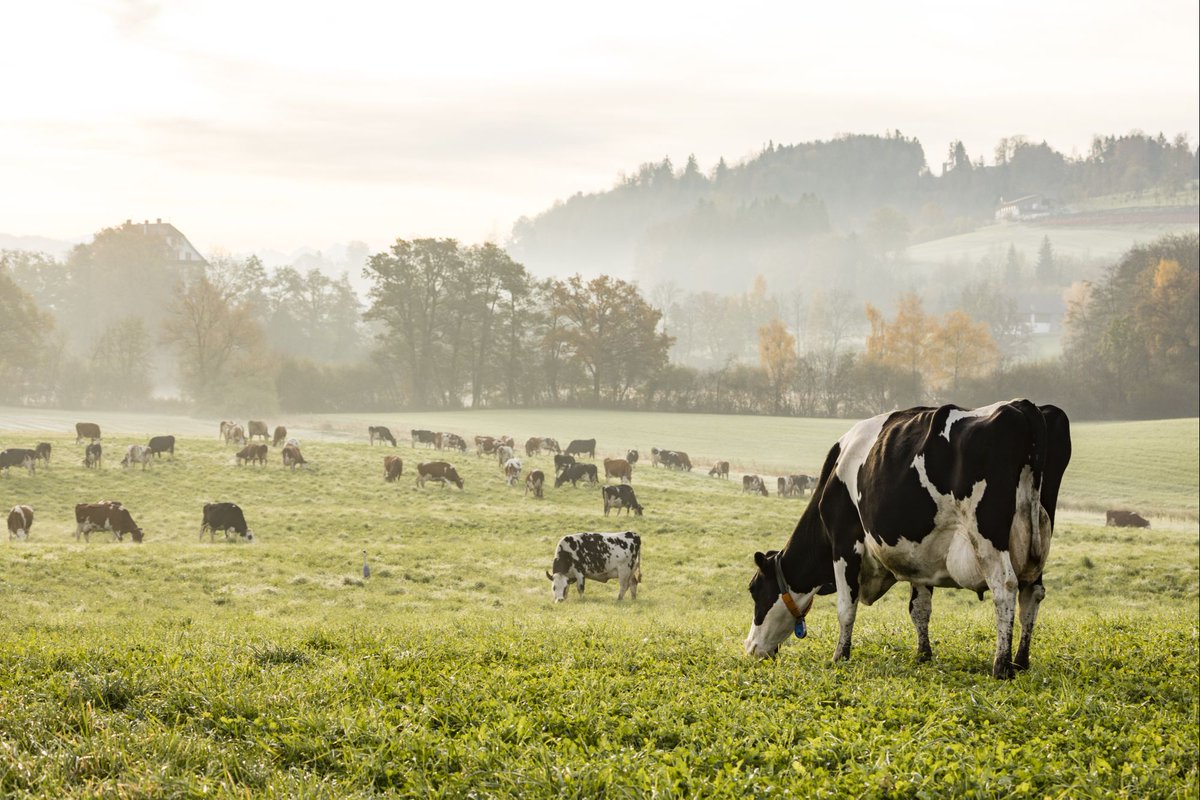 Join Dairy Farmers of America as a Dairy Member Relations Manager in East Syracuse, NY. Enjoy $80K-$88K/yr + benefits. Work directly with field representatives to monitor member milk quality, help develop programs, respond to member communications, &amp; more: aghires.com/career/270364/…