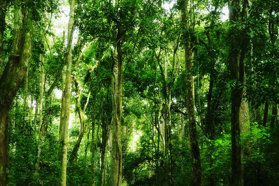 UgandaMediaCent's tweet photo. .@Rukianakadama: This year’s Run holds special significance, aligning with our goal to establish regional nursery beds to raise and plant 20 million indigenous trees as part of the UN Decade on Ecosystem Restoration (2021-2030). https://t.co/Oc4WazfMIj