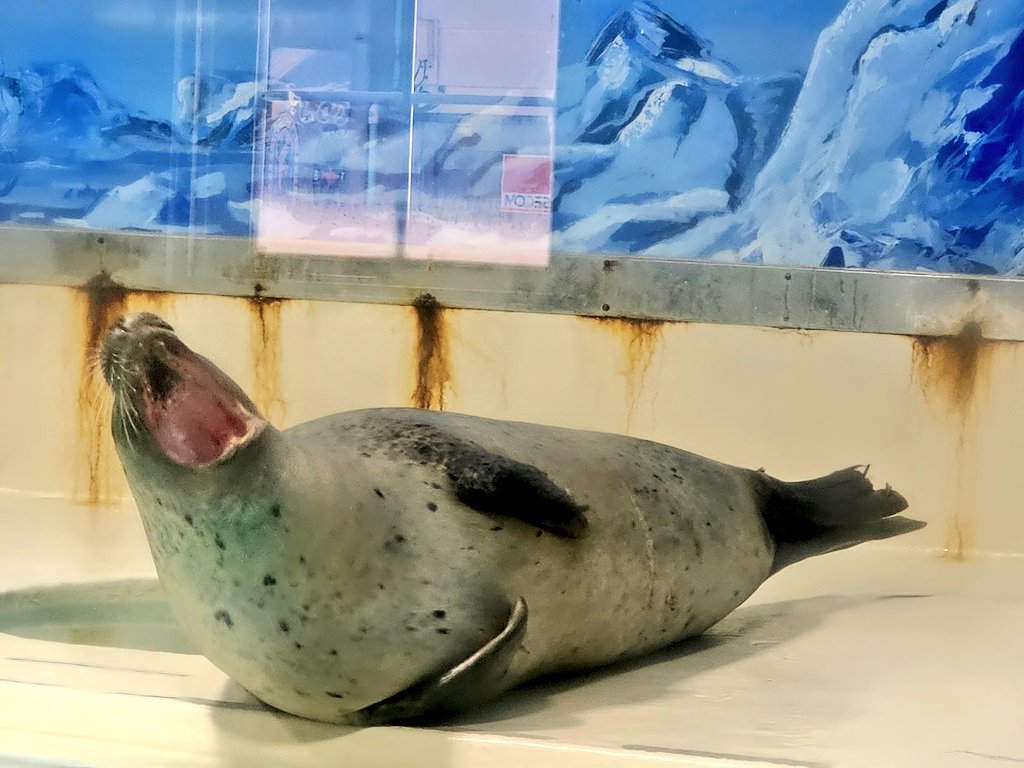 saaaaakp93's tweet photo. #１日ワンザラシ

#静岡県下田市
#下田海中水族館
#ゴマフアザラシ

脚、ピーンッ🤣からの
大きなあくび🥱

2024.06.29...🦭♡ https://t.co/ip9Yl1kwWD