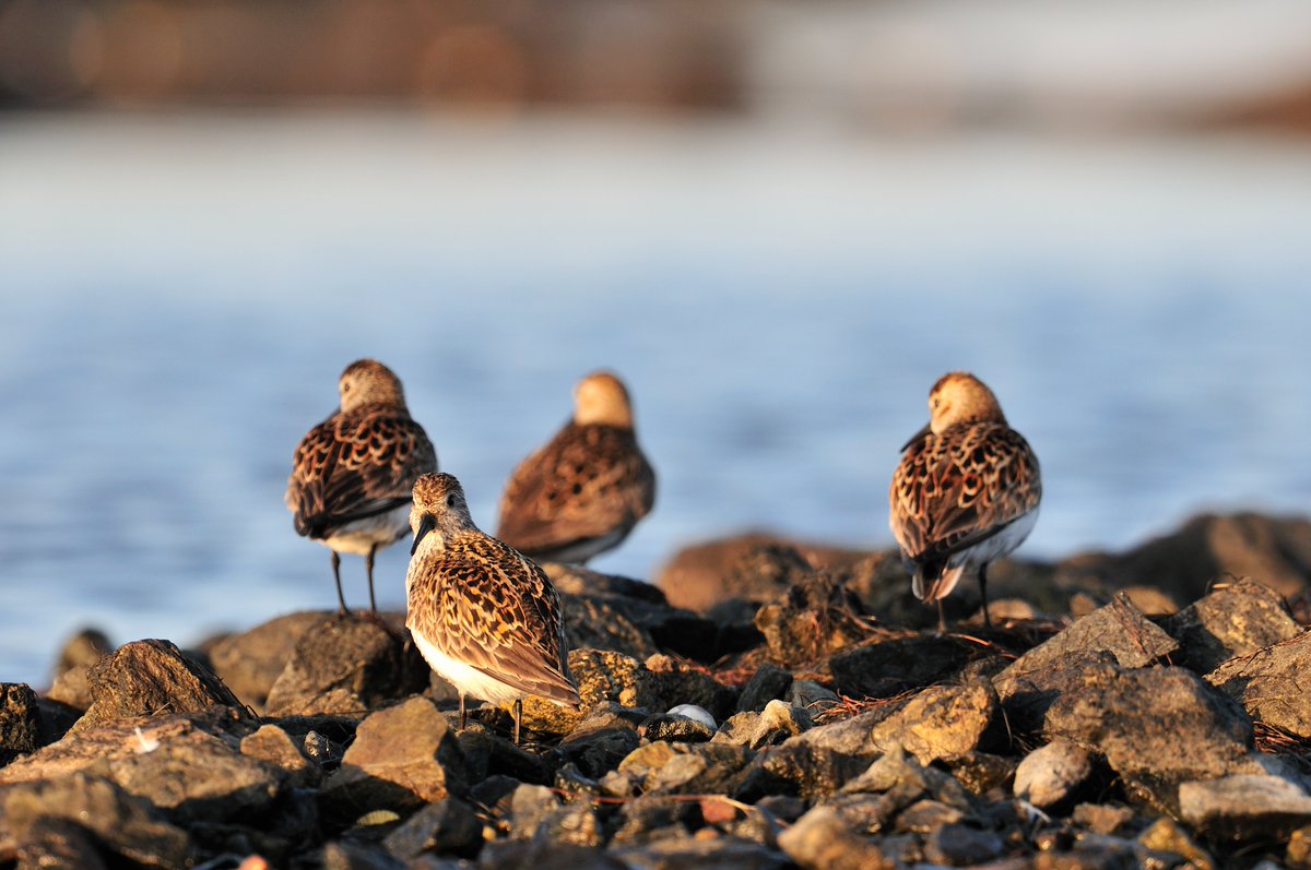 🚨 Four UK shorebirds have been moved to <a href="/IUCN/">IUCN</a> Red List, including 1 of our priority species - the dunlin (Gaelic: gille-feadaig)

Dunlins have declined by at least 20% globally since the early 2000s, resulting in them being moved from ‘Least Concern’ to ‘Near Threatened’. (1/3)